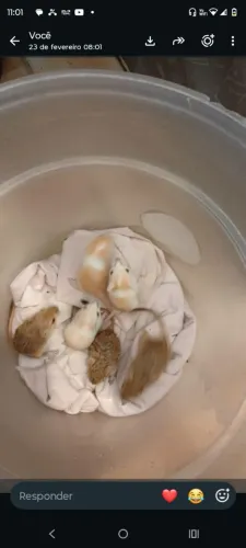 Vendo 2 lindo filhotes de gerbius