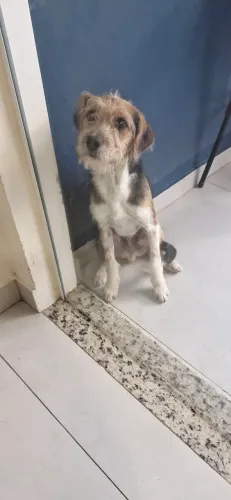 Doa-se cachorro