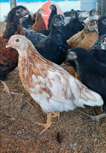 Galinha Poedeira GLC