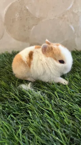 Mini anão 