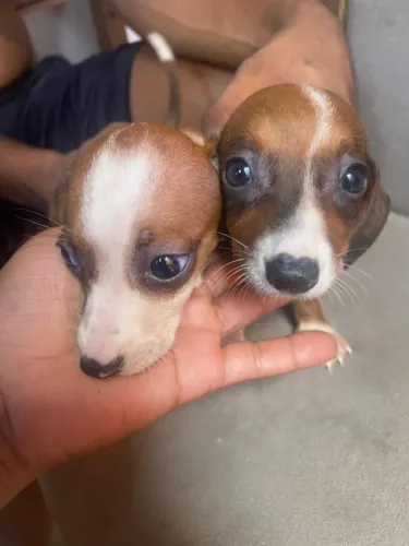 Cachorros salsicha
