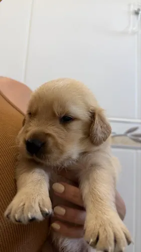 VENDO FILHOTE DE GOLDEN