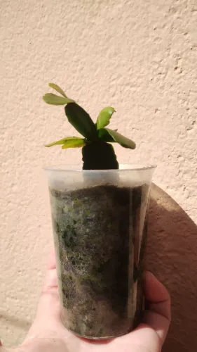 Flor de outubro vermelha muda enraizada