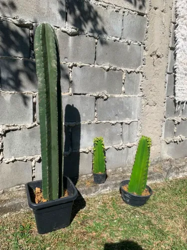 Mudas de cactos mandacaru
