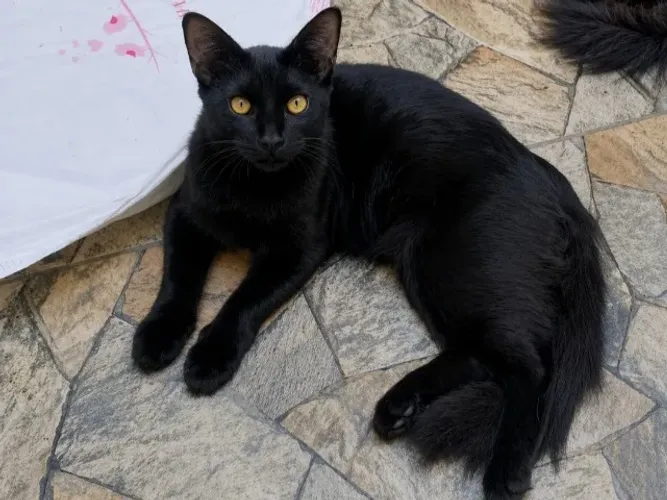 Gato preto para adoção 