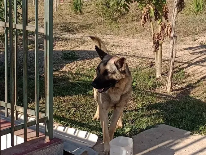 Cães pastores alemães capa preta para cruzamento
