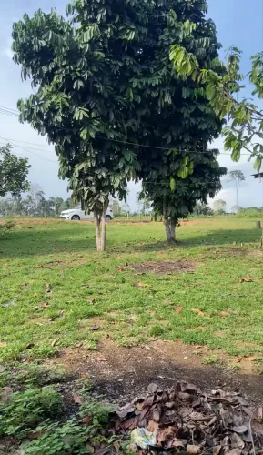 Vendo terreno no km 2 da br 174 beira da pista próximo do rio Taruma