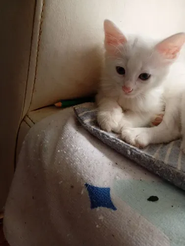 Doação de filhotes de gatos 