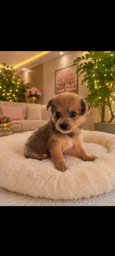 Filhote de Yorkshire com Lulu da Pomerânia