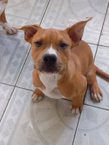 Cachorro