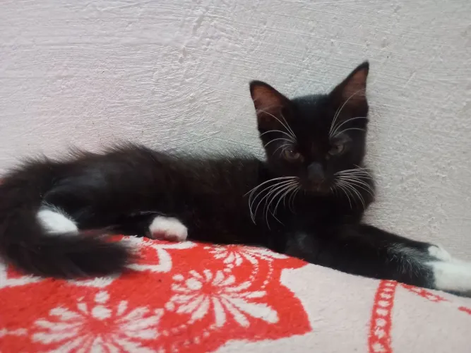 GATOS FILHOTES PRA ADOTAR