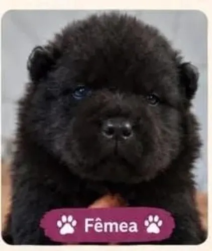 Vendo Filhote FÊMEA de Chow-Chow