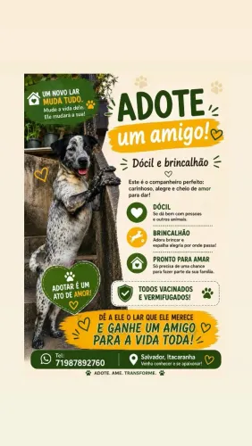 ADOÇÃO CACHORRO