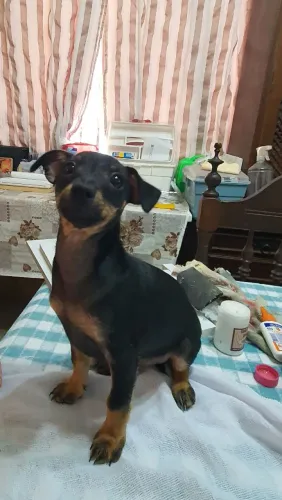 Pincher macho 01