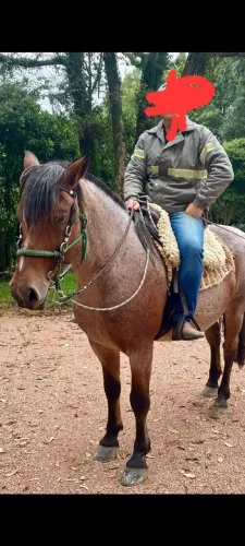 Vendendo ? cavalo