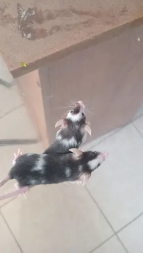 Camundongos pets ?