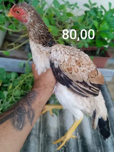 galinha e franga Mura