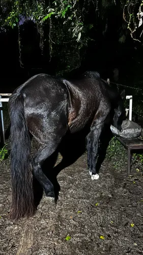 Cavalo quarto de milha 