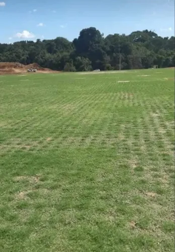 Grama Batatais Faça Seu Jardim Ficar Perfeito