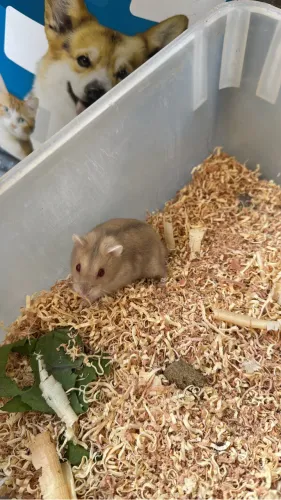 Hamster chinês 
