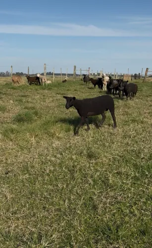 Borregas e ovelhas Texel NC