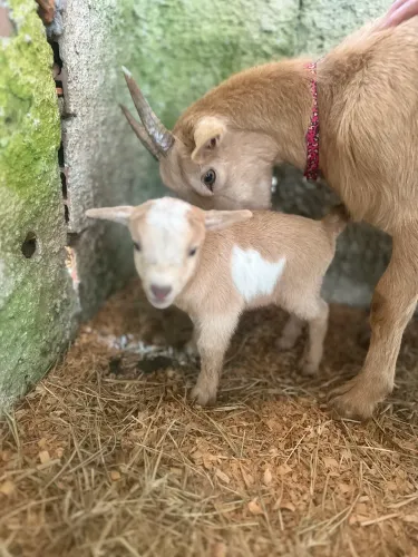 Mini cabrito Fêmea