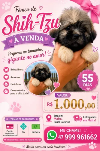 Shihtzu