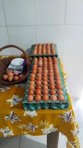 OVOS CAIPIRA ORGÂNICOS - GRANJA PESTANA 