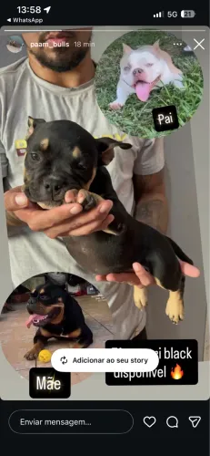 Filhote de American bully