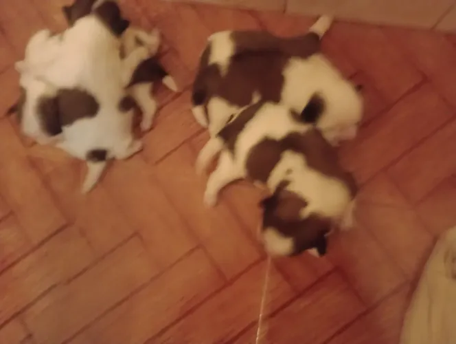 Lindos filhotes de Shih tzu.