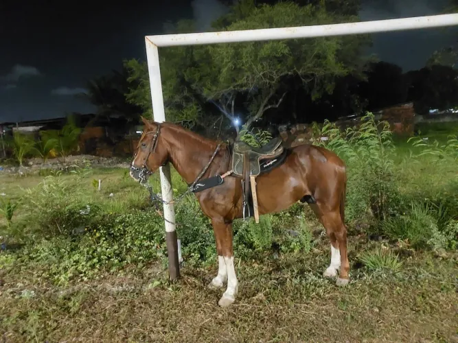Cavalo Mestiço Mangalarga com Quarto de Milha