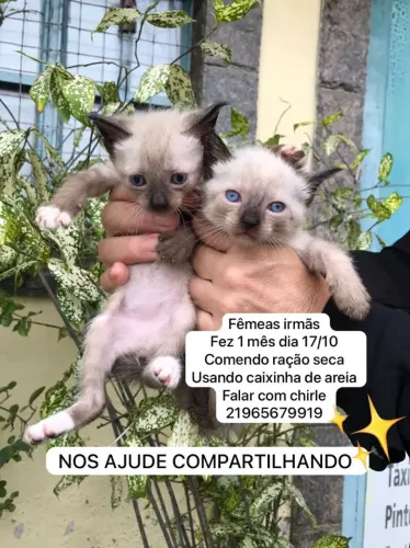 Doação duas gatas fêmeas siamesas