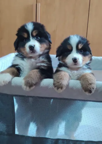 Lindos bebês bernese