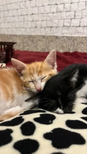 Doa-se 2 gatinhos bebes