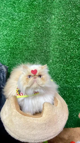 Gata Persa para Doação