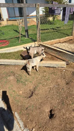Mini cabras matrizes / PO 