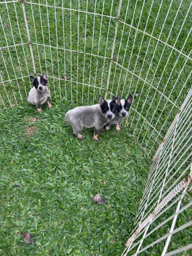 Lindos filhotes de Blue Heeler 