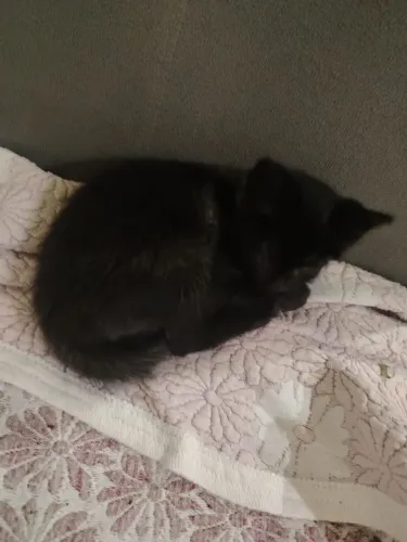 Gatinhos