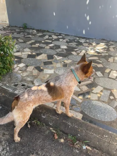 Boiadeiro australiano Redheller