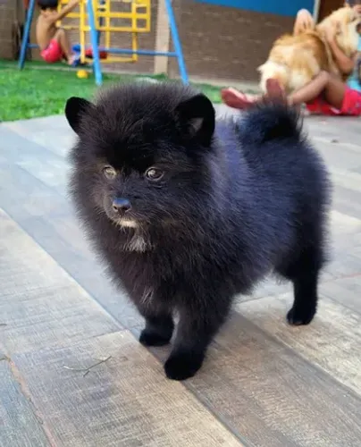 Spitz Alemão - Lulu da Pomerânia - Macho - Pedigree CBKC - 10x sem juros