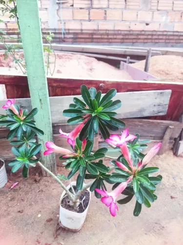 Vende se está Rosa do Deserto *