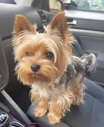 Yorkshire Terrier Filhote - Pelagem sedosa