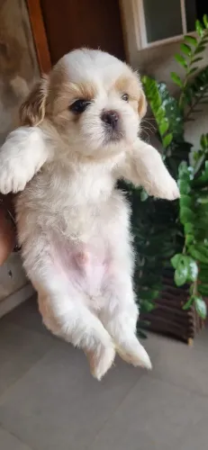 Shih tzu