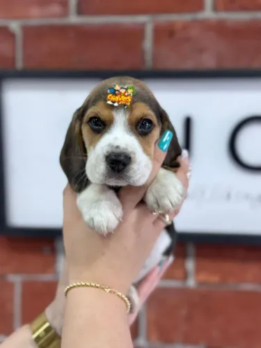 beagles são leopoldo
