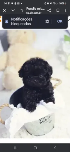 Poodle Toy Black Macho ! venda 