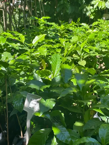 Muda de Café Catuaí
