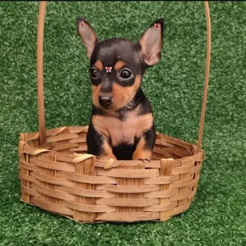 Pinscher -Melhor diversão para sua casa e crianças 
