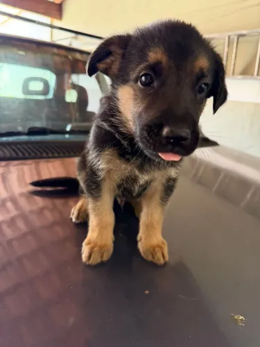 Casal pastor alemão disponível 