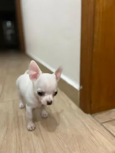 Chihuahua cores exóticas e padrão único da raça, adquira conosco *