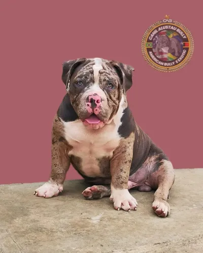Filhote American Bully Exotic macho disponível 
